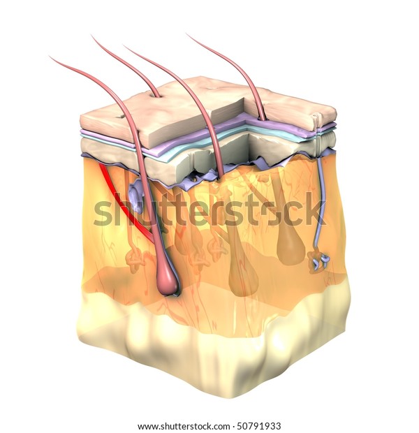 3d Skin Oblique Cut Away Epidermis Stock Illustration 50791933