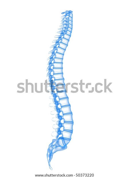 3d脊椎 のイラスト素材