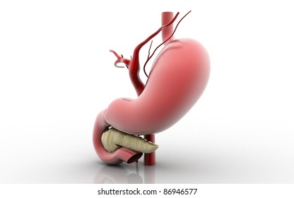 3D Stomach And Pancreas On A White Background