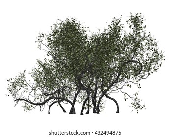 3D thick bush isolated