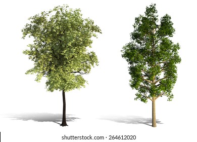 3D Tree Render On White Background