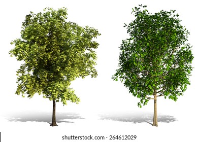 3d Tree Render On White Background Stock Illustration 264612029 ...