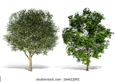 3D Tree Render On White Background