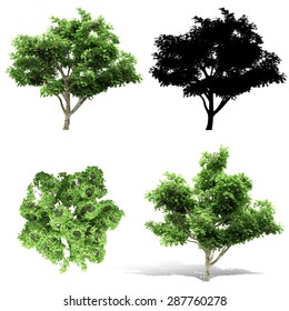 3d Tree Render On White Background Stock Illustration 287760278 ...