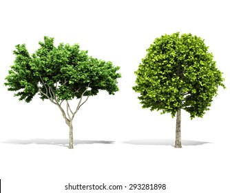 3d Tree Render On White Background Stock Illustration 293281898 ...