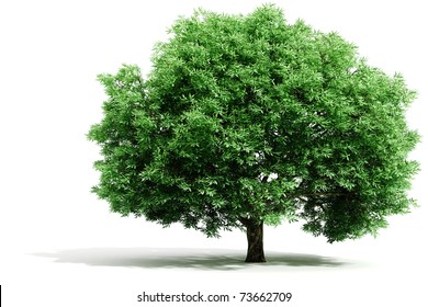 3d Tree Render On White Background