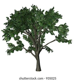 3D Tree Series - Oak Tree   (White Background is a separated layer)