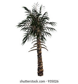 3D Tree Series - Palm Tree (White Background is a separated layer)