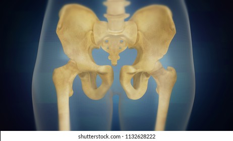 3D Visualization Of The Female Skeleton Pelvic Area