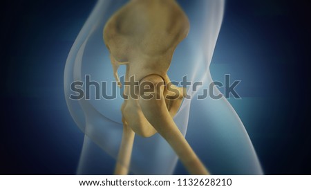 3D visualization of the female skeleton pelvic area