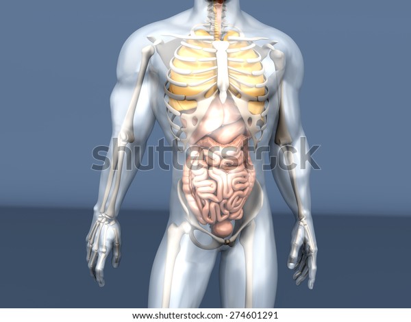 3d Visualization Human Anatomy Internal Organs Stock Illustration 274601291