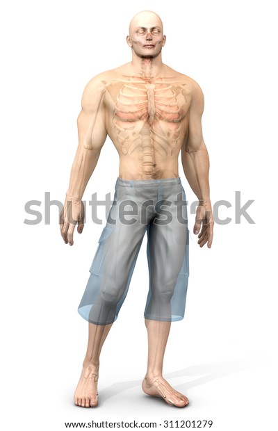usf tampa 3d visualization human body usf tampa 3d visualization human body