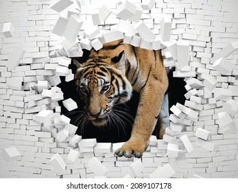 3D Wallpaper Tiger Face Head