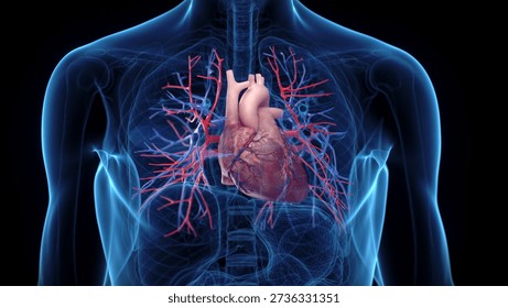 A 3D x-ray render highlights the heart and vessels of a man in anterior view, clearly visible against black