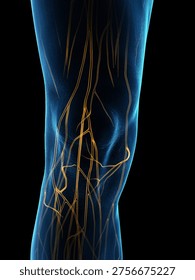 A 3D x-ray render highlights the nerves of the male knee in anterior view, branching pathways clearly glowing against a black background
