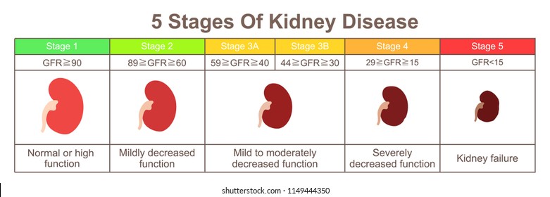 5 Stages Of Kidney Disease
