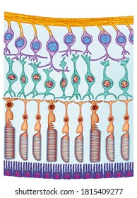 616/5000
Descriptive Diagram Of The Retina Of The Human Eye, A Layer Of Cells Sensitive To Light Found In The Posterior Part Of The Eyeball.