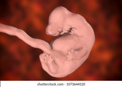 6 Wochen menschlicher Embryo, wissenschaftlich genaue 3D-Abbildung