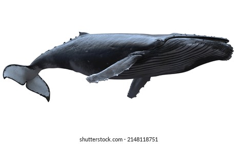8k Isolated 3d humpback whale swimming low angle on white background
it seems whale flying in the sky,it great for artistic shots
animation footage available on Shutterstock Footage
3d rendering