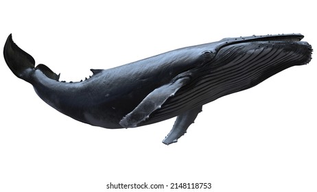8 k Aislado 3d ballena jorobada natación bajo ángulo sobre fondo blanco
parece que ballena volando en el cielo, es genial para disparos artísticos
material de animación disponible en imágenes de Shutterstock
3.ª representación