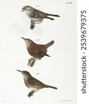 95. The Golden-crested Kinglet 96. The Winter Wren 97. The House Wren from Zoology of New York (1842-1844) by James Ellsworth De Kay. Vintage bird art illustration, bird art print.