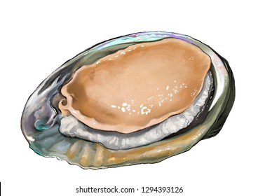Abalone shell Illustration 