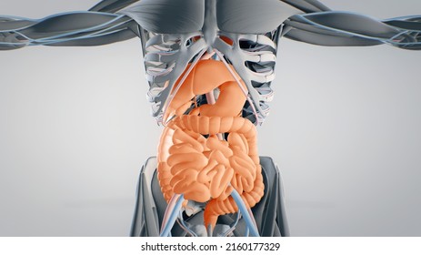 Abdominal Organs 3d Animation Human Anatomy Stock Illustration