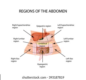 Abdominal Region. The liver, gallbladder, pancreas, stomach, duodenum, intestine, small intestine, large intestine, colon, rectum, apendiks, cecum. illustration on isolated background. 