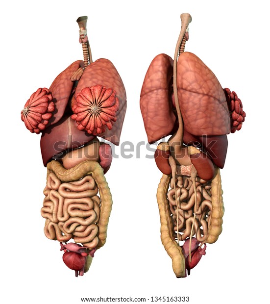 Abdominal Thoracic Female Organ Set Realistic Stock Illustration 1345163333