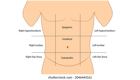 Abdominal Wall Anatomy Sections. Male Abdominal Anatomy 