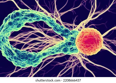 Abnormal Cancer Cell Inside Human Body. T-cell Involved In Cell-mediated Immunity Process. Chemotherapy And Radiation To Kill Carcinogen And Tumor Treatment. Digital Art