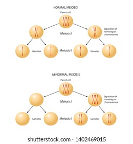 Abnormal Chromosome Inheritance. Nondisjunction. Normal And Abnormal Meiosis