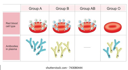 ABO blood group system. Antigens A and B are present on red blood cells and IgM antibodies are present in the serum. 