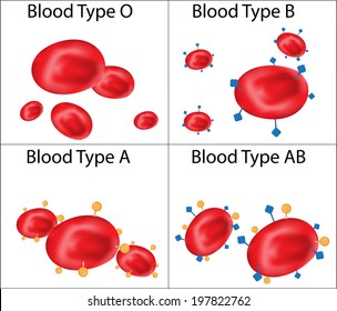 Abo Blood Chart