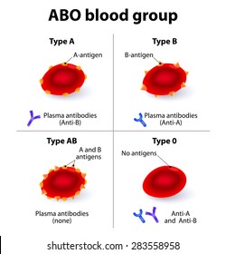 ABO Blood groups. There are four basic blood types, made up from combinations of the type A and type B antigens.