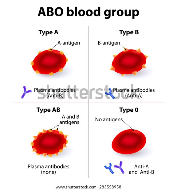 Abo式血液型 A型抗原とb型抗原の組み合わせから構成される4つの基本的な血液型がある のイラスト素材