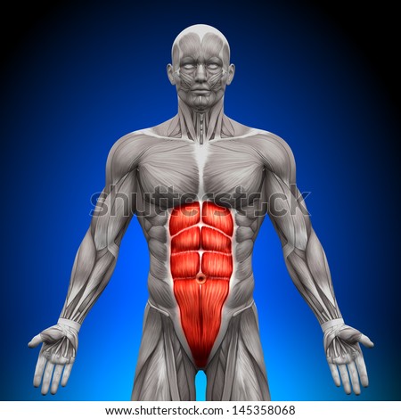 Abs Anatomy Muscles Stock Illustration 145358068 - Shutterstock