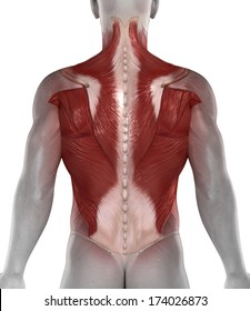 Abs back muscles anatomy  posterior view