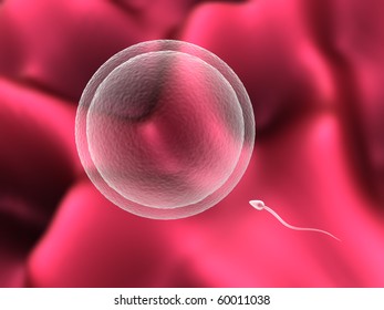 human sperm and egg