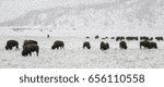 Abstract of American bison (binomial name: Bison bison) grazing in valley on a snowy day in spring, Grand Teton National Park, Wyoming, USA, with digital oil-painting effect