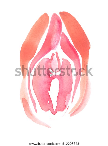 Abstract anatomical\
scheme of healthy external female genitalia painted in watercolor\
on clean white\
background