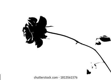 Abstract Black And White Rose. Close-Up Isolated On White Background