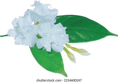 Abstract Of Gardenia Rose Flower On White Background. (Scientific Name Gardenia Augusta)