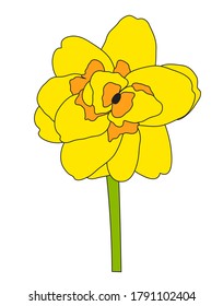 Abstract Hand Drawn Narcissus Flower.  Illustration 