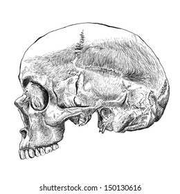 Abstract Human skull