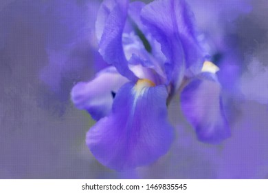 Abstract Iris  with painterly effect