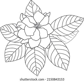 Abstract Line Image Gardenia Or Cape Jasmine Flower. (Scientific Name Gardenia Jasminoides)