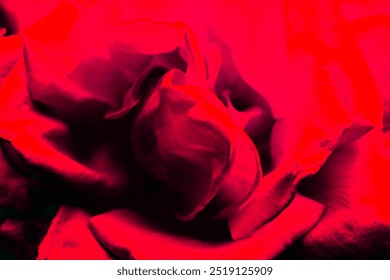 Abstract pattern dark red flower background for design banner. Close up view of a beautiful rose with curves of petals. Macro. Fresh flower as postcard and wallpaper Flat lay top view closeup