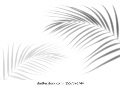 Abstract shadow black white palm leaf shadow on a white wall Background. Blank copy space. - Shutterstock ID 1557596744