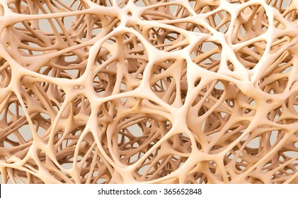 abstract shapes, bone structure